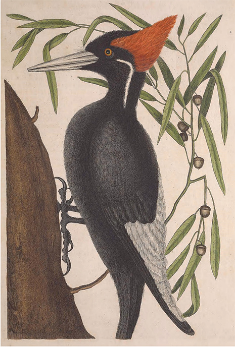 Artwork print of Mark Catesby's Ivory Billed Woodpecker
