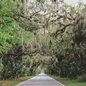 Image of a road going through deep woods in the Lowcountry of South Carolina.