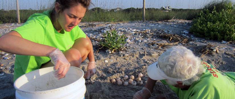 Collecting Sea Turtle Eggs