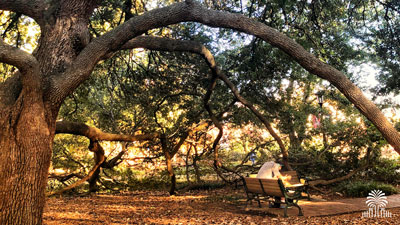 A bench under a live oak tree on the Horshoe with the tree and gates mark.