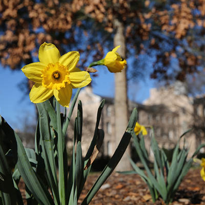 Close up of daffodils on campus.
