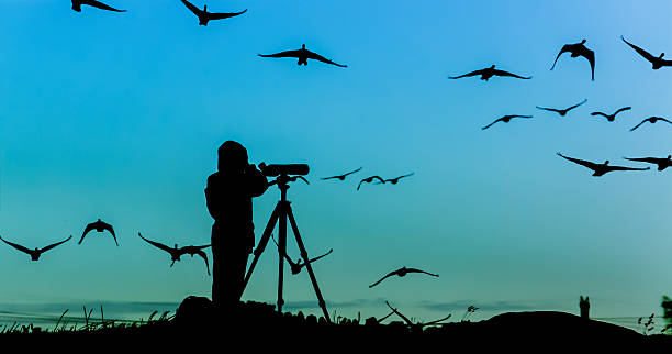 birds watching