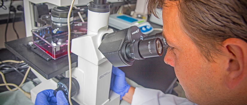 researcher looking into a microscope