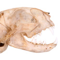 Felid cranium