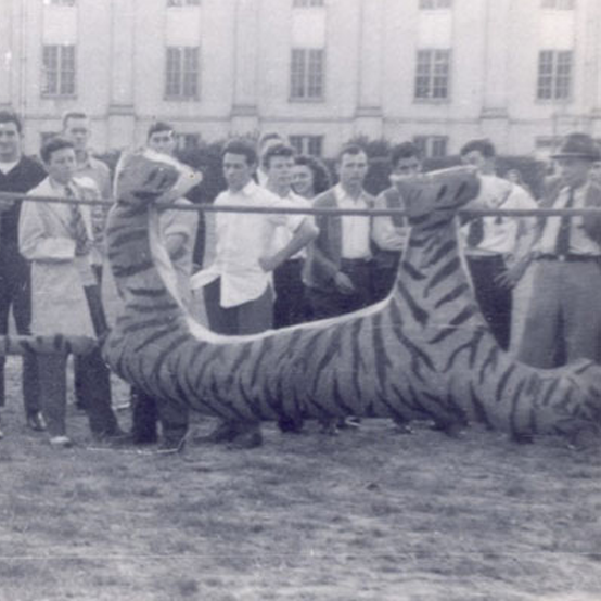 Historic photo of a fake tiger burning