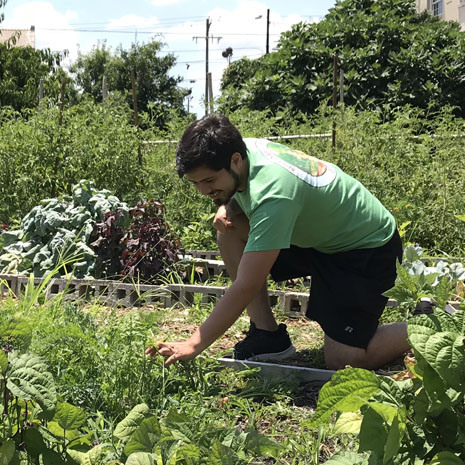 Student garden manager Ramiro Murguia working in a garden bed
