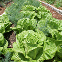 lettuce crops growing in the garden