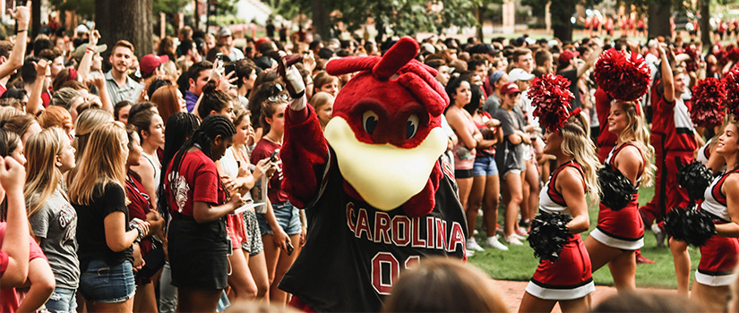 Cocky dancing with students at pep rally on the Horseshoe.