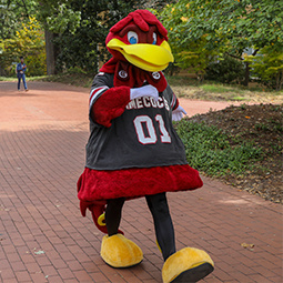 Cocky walking around campus