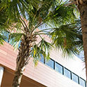 palm trees in front of darla moore school of business