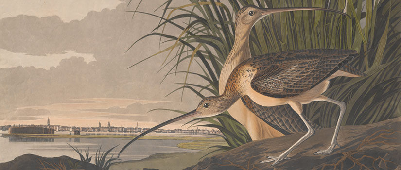 Long-billed Curlew print