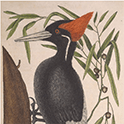 Mark Catesby artwork print of an Ivory Billed Woodpecker