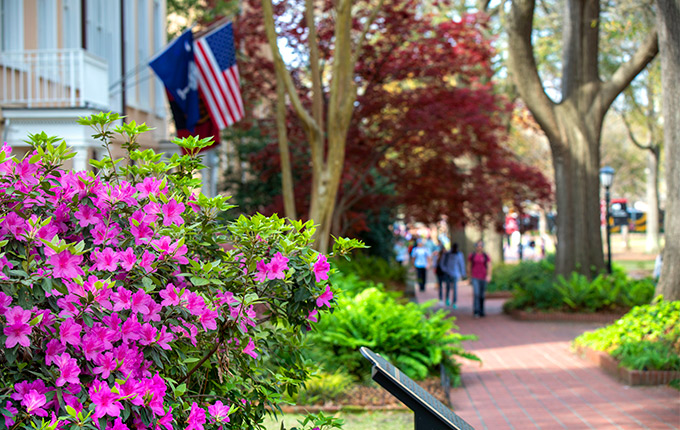 Flowers blooming infront of the President's House on the historic Horseshoe with the South Carolina and American flags hanging off the house in the background. 
