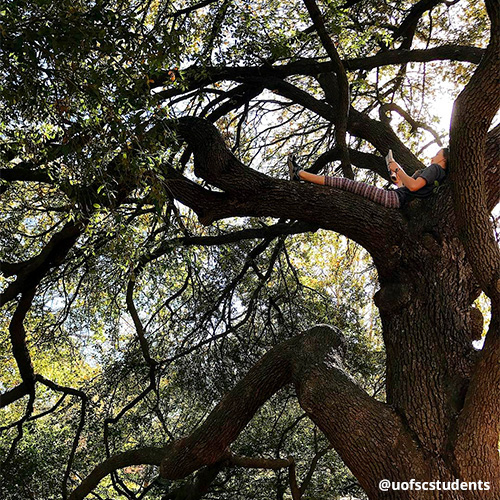 Female student lays comfortably in crook of large tree branch, reading a book.
