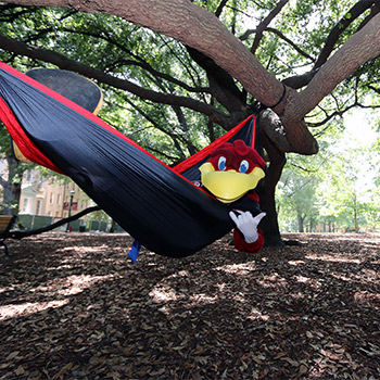 Cocky swinging in a hammock under the trees. 