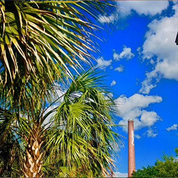 Palmetto trees in front of a beautiful blue sky with a few clouds andthe USC smokestack. 