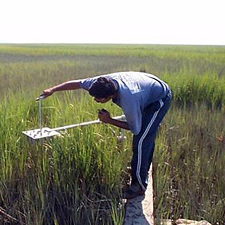 researcher collecting data in the marsh