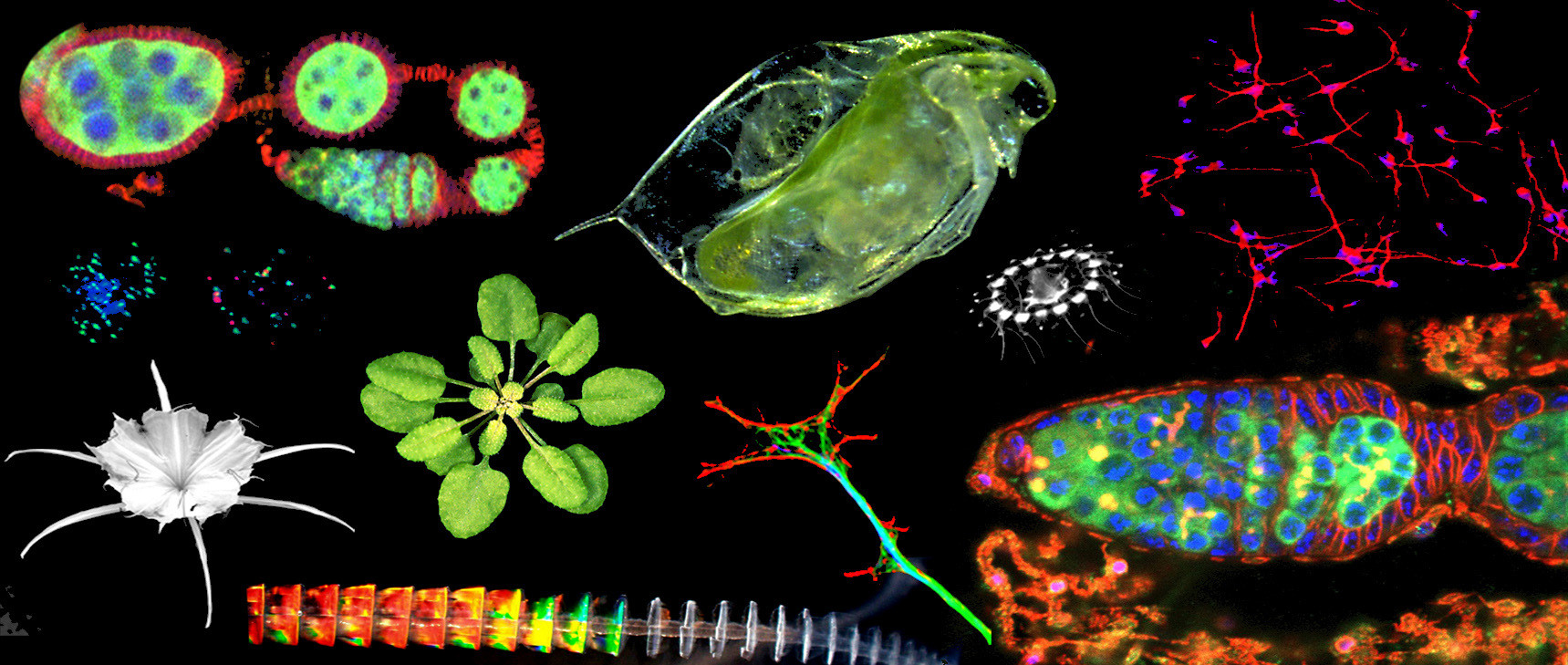 collage of Biology imagery