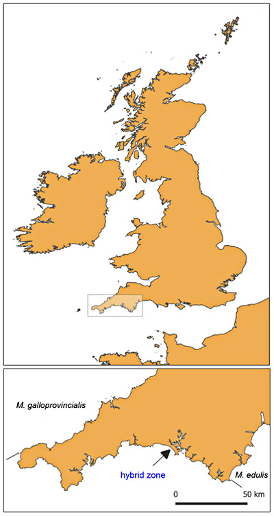 Map of hybrid zone in England