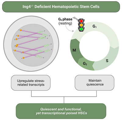 schematic of the effect of Ing4 deficiency on hematopoietic stem cells