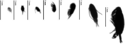 Image of copepods of varying sizes