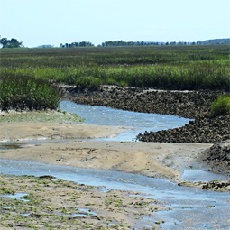 Marsh Image
