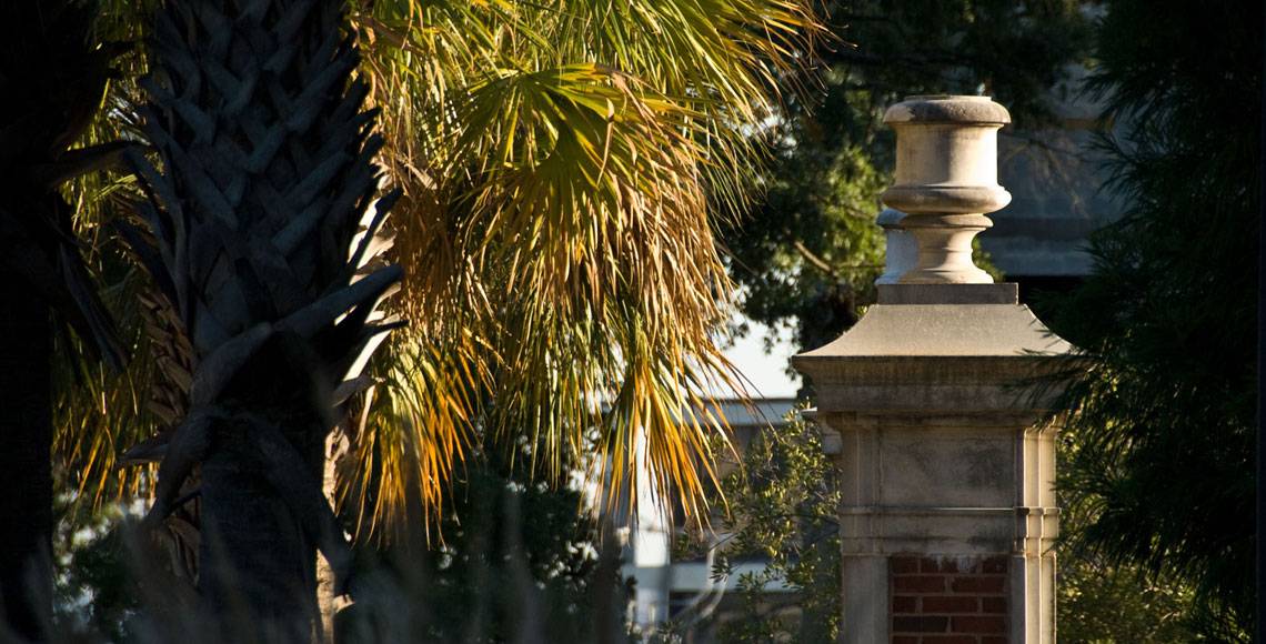 Close-up of a palmetto tree on USC's campus