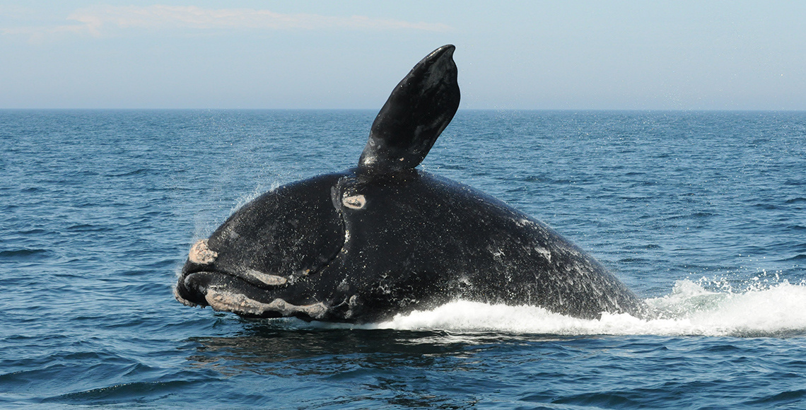Male right whale breaching. 