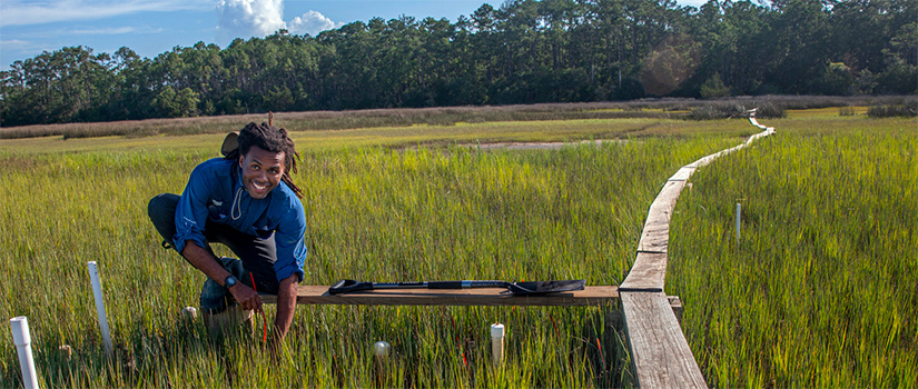 Kamari Boyd navigates the narrow boardwalk to take part in a global study of organic matter decomposition in salt marshes.
