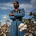 African American woman standing in a cotton field.