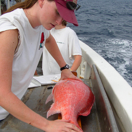 Michelle Passerotti measures a red snapper. 