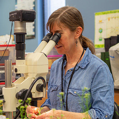 Close-up of Beth Krizek using tools to examine plant samples under a microscope in a lab.
