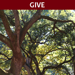 Live oak trees on the UofSC campus