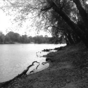A black and white landscape photograph by Dayna Brown-Mitchell depicting the water's edge with trees in the foreground and background.