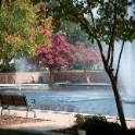 Fountain surrounded by trees with a bench next to it.