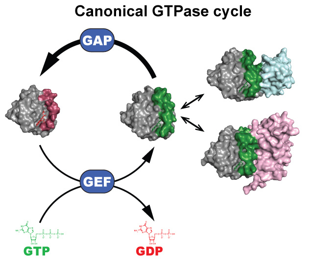 GTPase cycle diagram