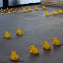 rubber ducks lined up for robotics competition