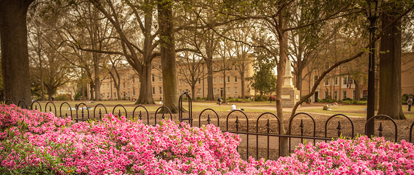 Historic campus buildings as seen across the historic Horseshoe area of campus with bright pink flowers in the foreground and a view of the Maxcy monument and students lounging in the middle of the green space.