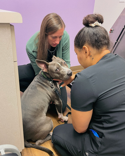 Gray dog looking back at the camera as two female veterinarians look over the dog.