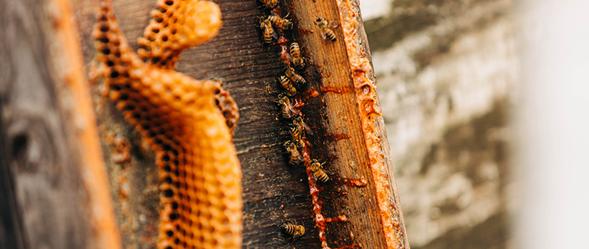 Close up of honey bees and honeycomb