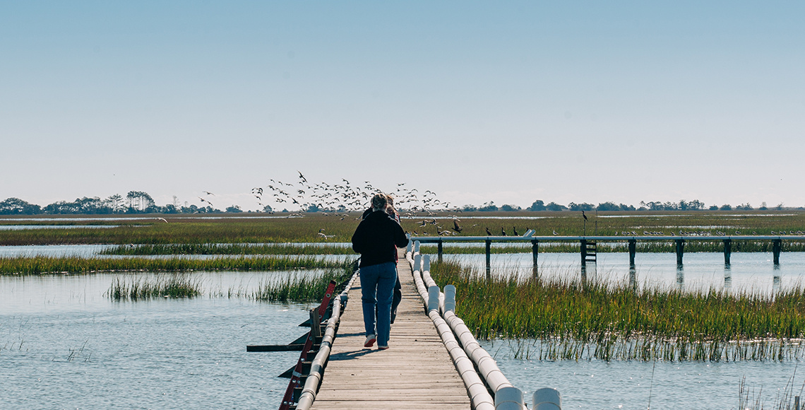 students on a dock walking towards the horizon as birds fly across the sky