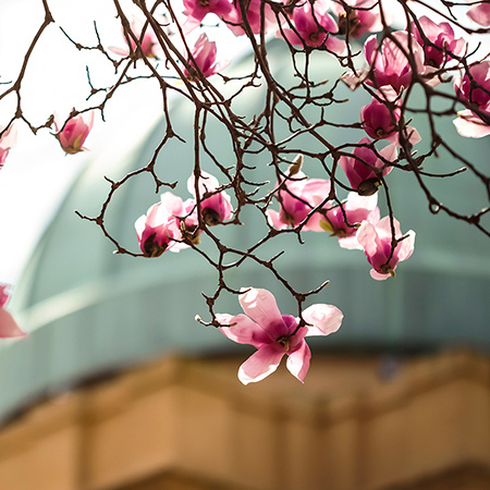 Close image of cherry blossoms with Melton Observatory Dome in the background