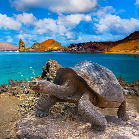 A giant Galápagos tortoise stands on rocky terrain overlooking turquoise waters and volcanic landscapes in the Galápagos Islands under a partly cloudy sky.