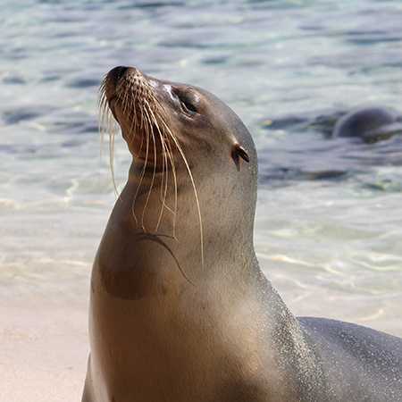 A sea lion basks in the sun on the beach of an island in the Galápagos.