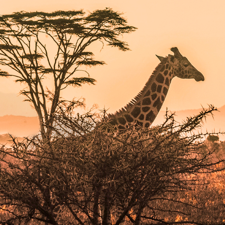 photo of giraffe in African brush during sunset