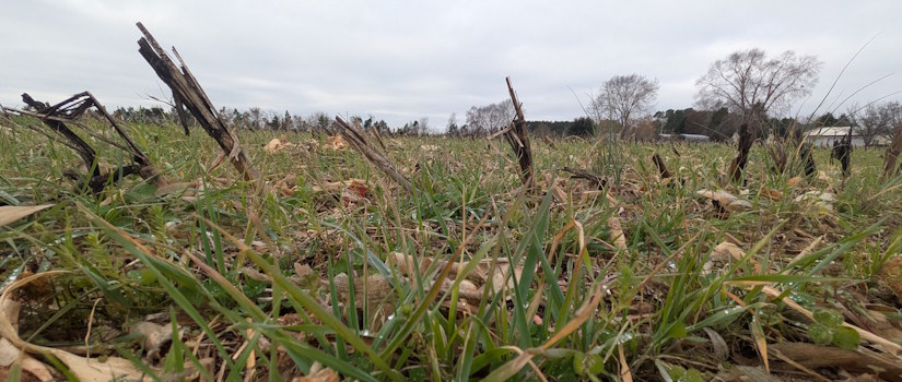 field