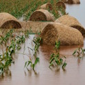 Flooded Farmland