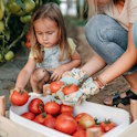child and adult collecting tomatoes