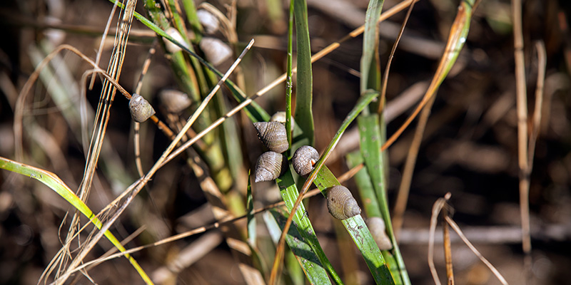 Snails on marsh grass