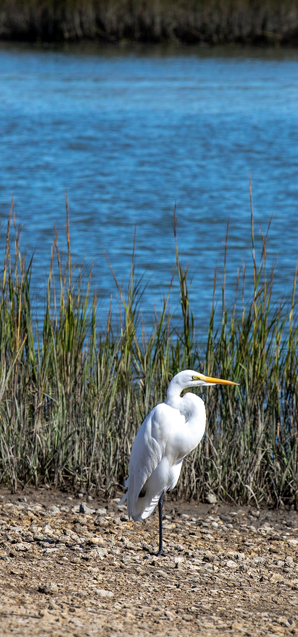 Great egret bird in salt marsh